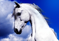 paard